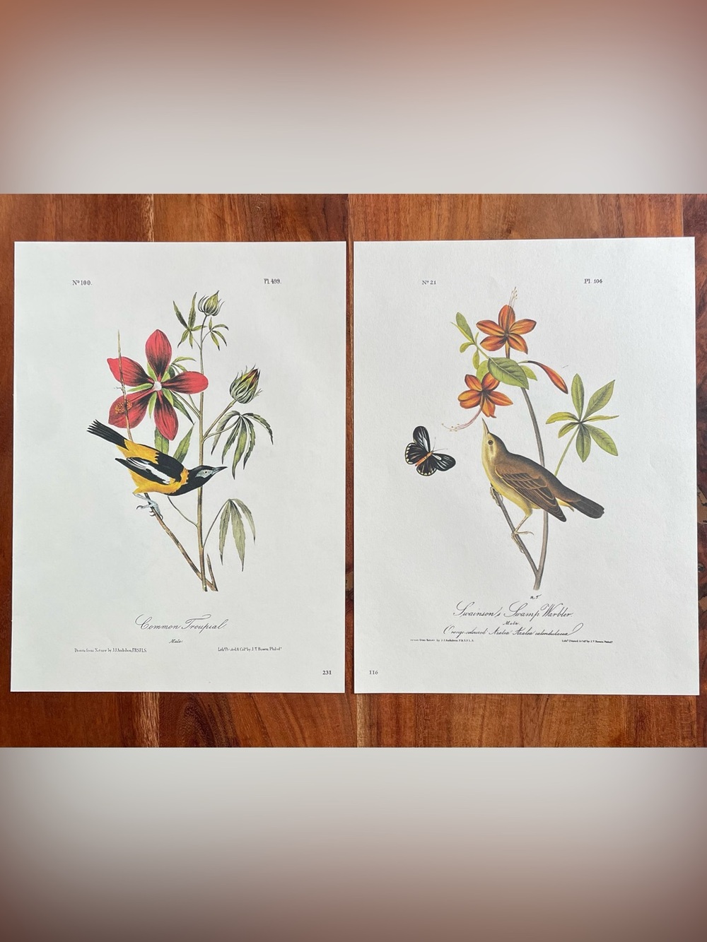 Set of 2 Vintage Original Audubon Bird Illustration Double Sided Bookplates